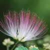 合歓の花2