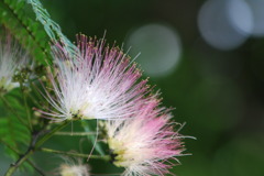 合歓の花1