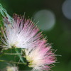 合歓の花1