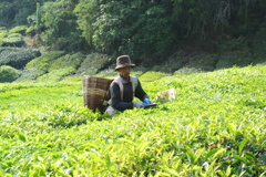 マレーシア、茶畑