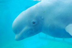 八景島シーパラダイスにて1