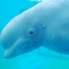八景島シーパラダイスにて1