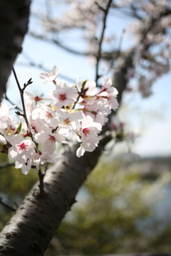 SAKURA