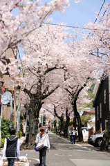 桜のトンネル