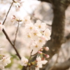 Sakura1