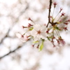 ＳＡＫＵＲＡ５