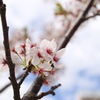 ＳＡＫＵＲＡ４