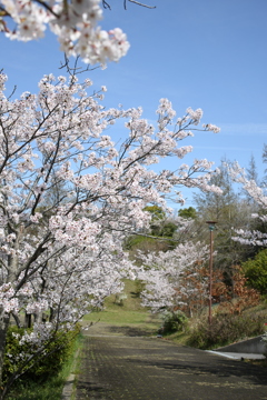 花道