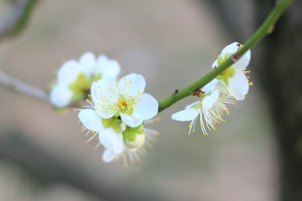Spring_00043