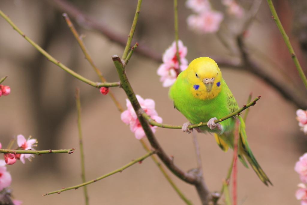 Spring_0026