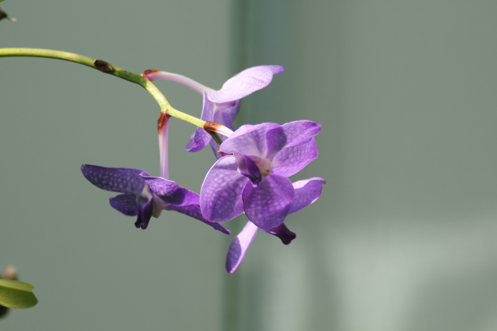 flower_22