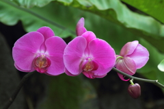 flower_27