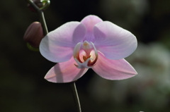 flower_41