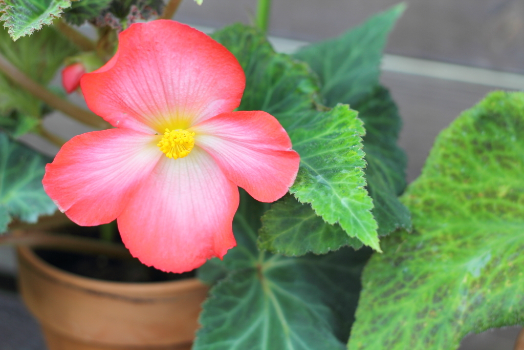 flower_15