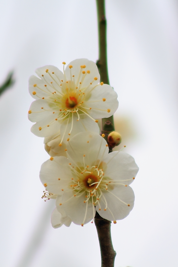 Spring_0022