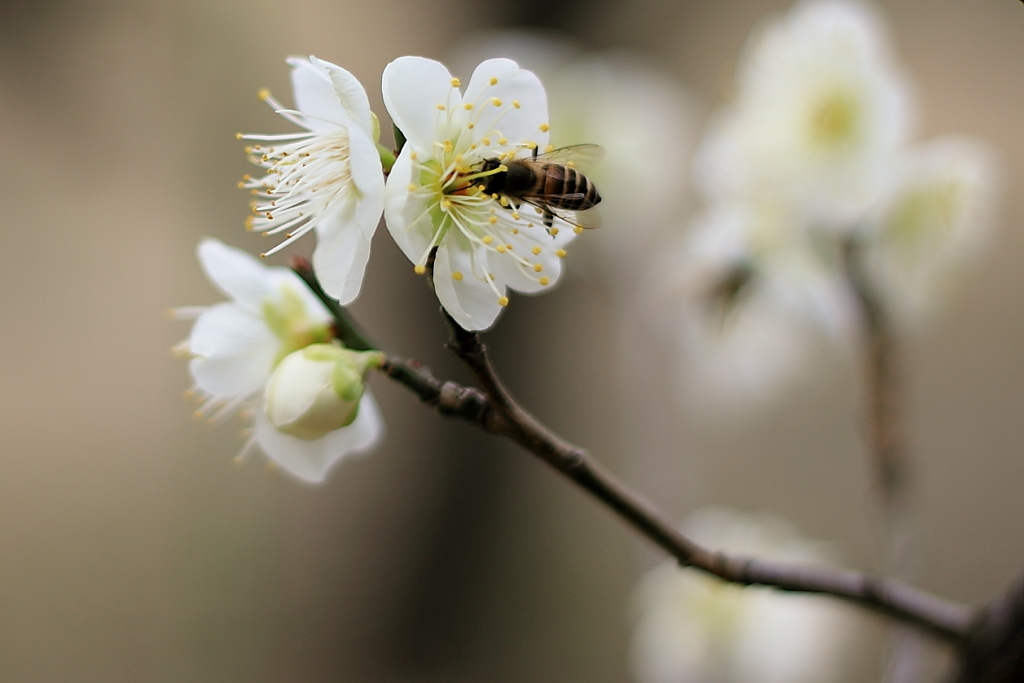 Spring_0003