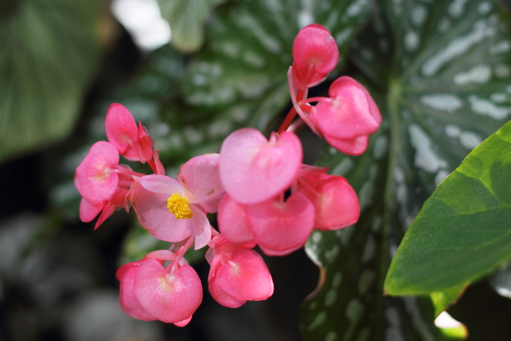 flower_16