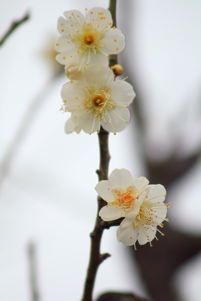 Spring_0023