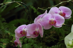 flower_26