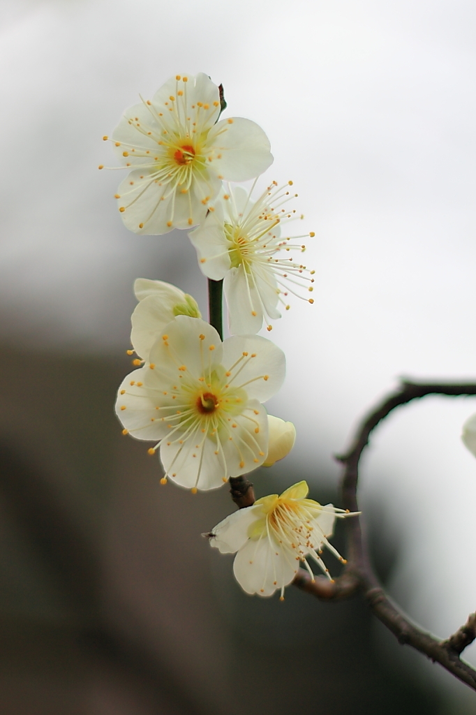 Spring_0005