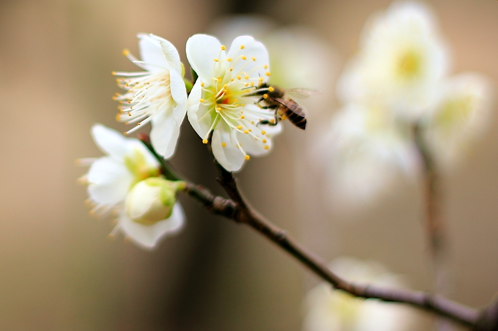 Spring_0002