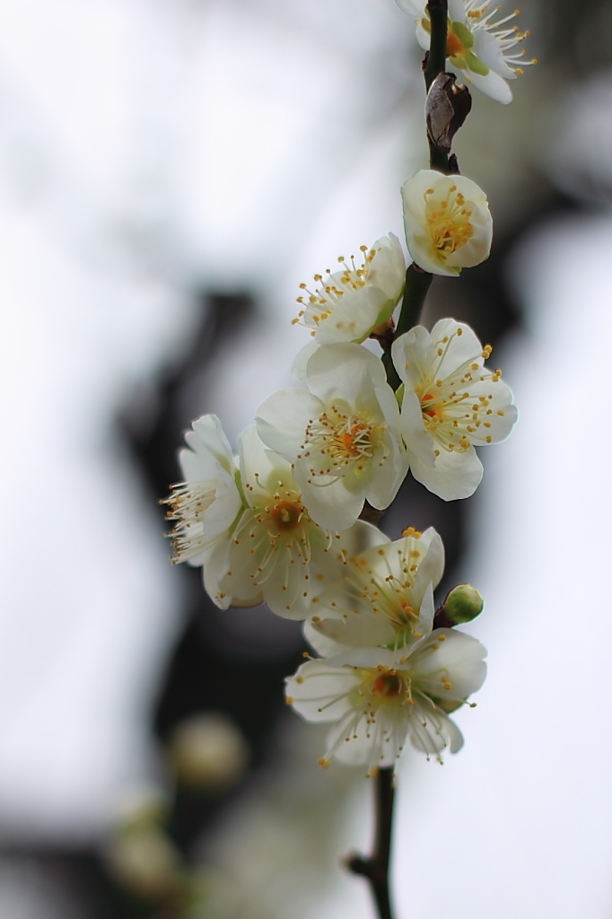 Spring_0016