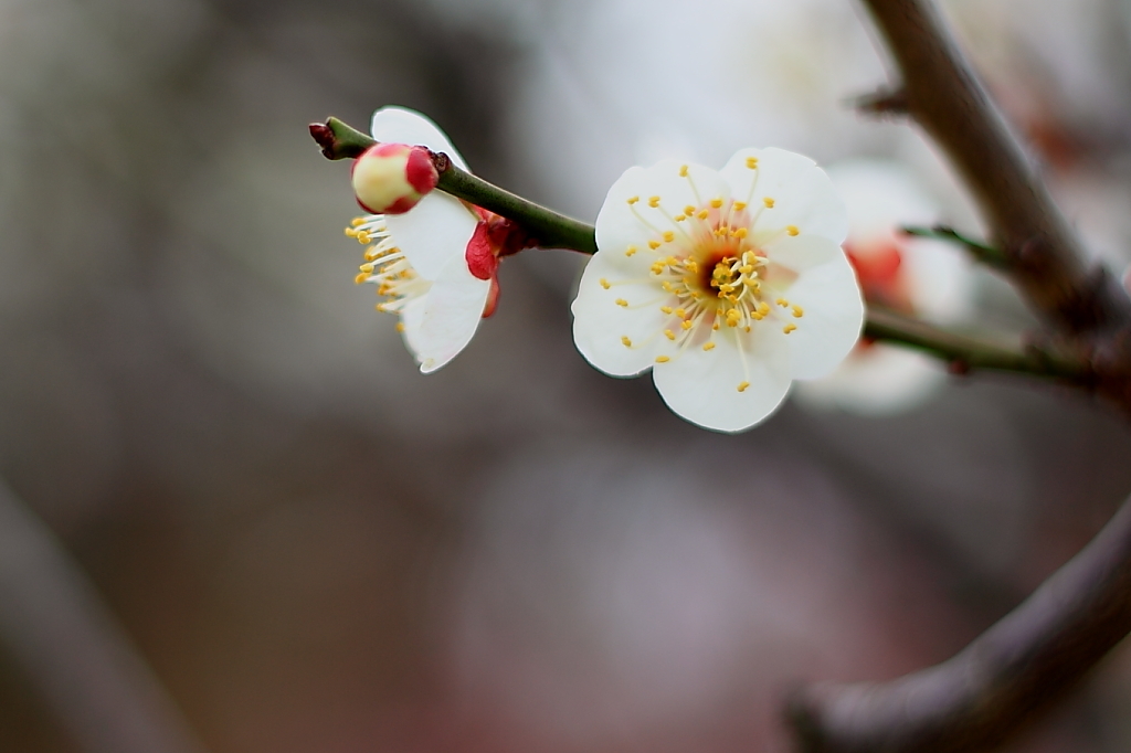 Spring_0007