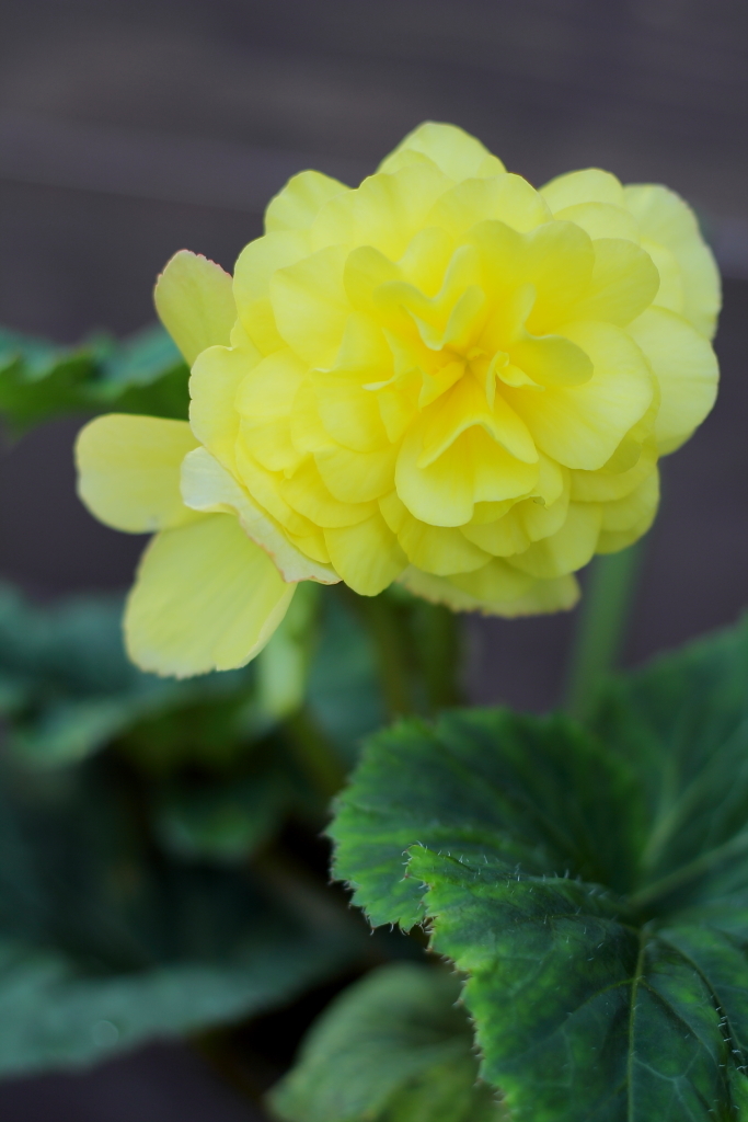 flower_17