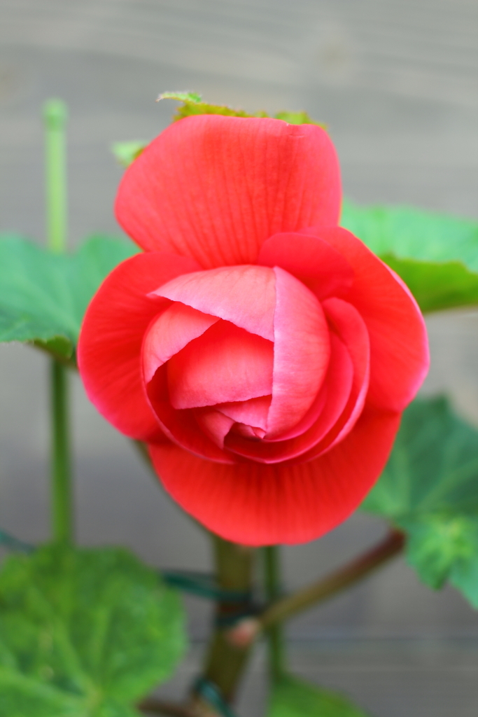 flower_14