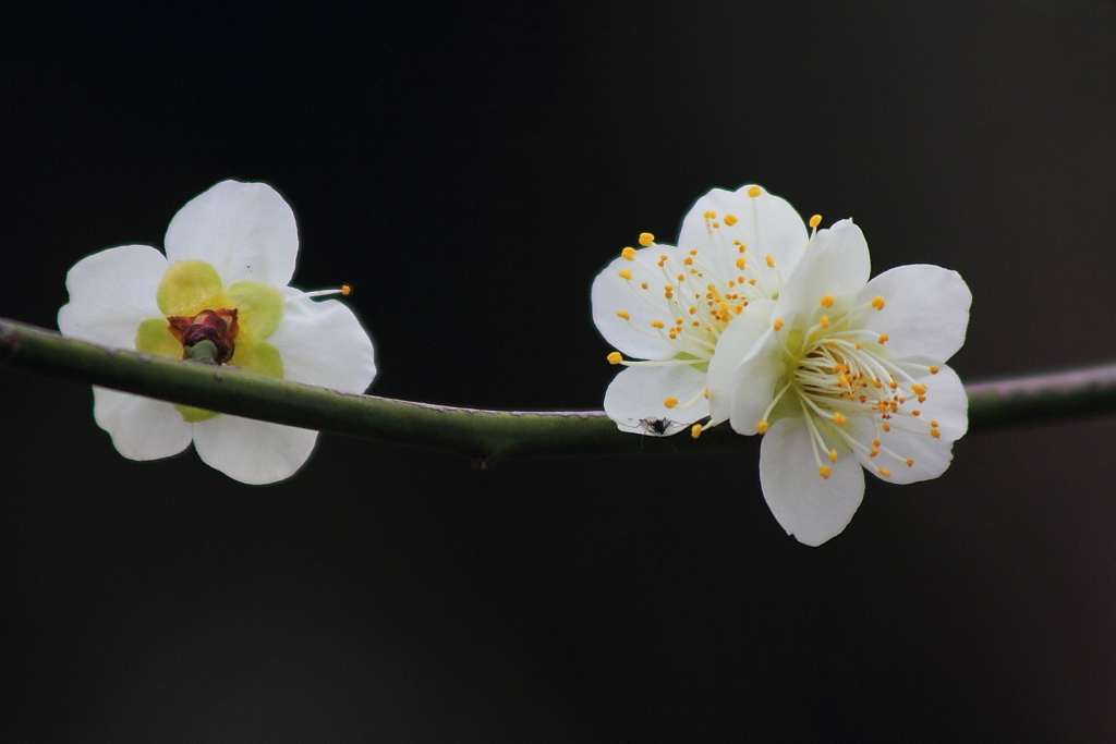 Spring_0024