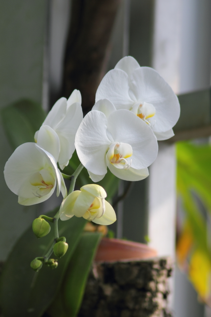 flower_25
