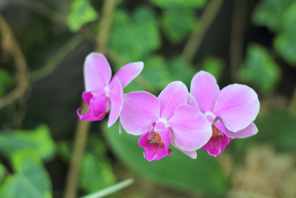 flower_20