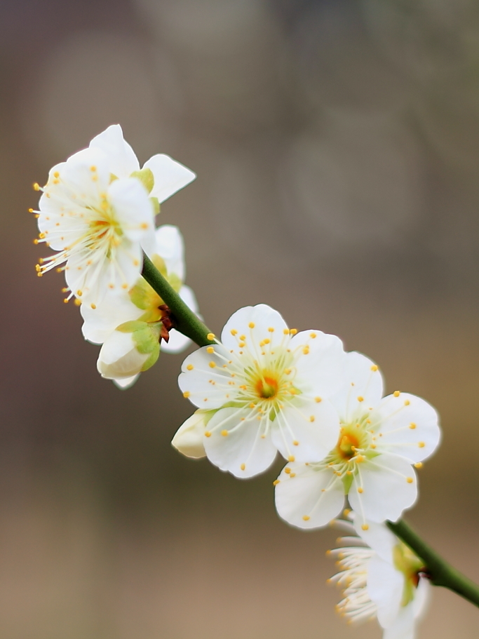 Spring_0019