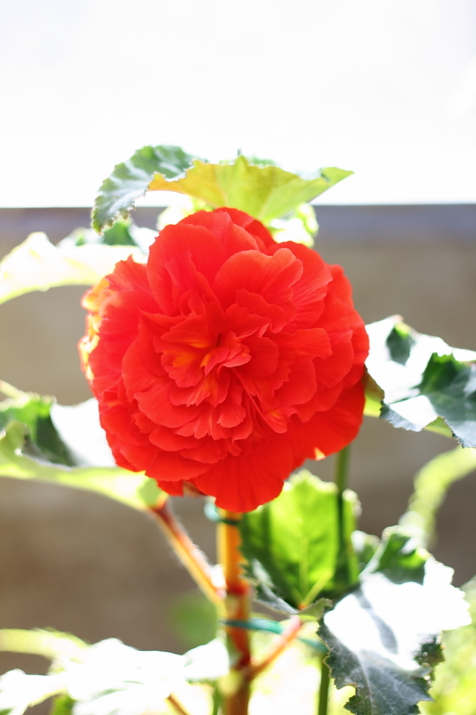 flower_03
