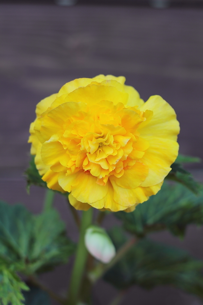 flower_12