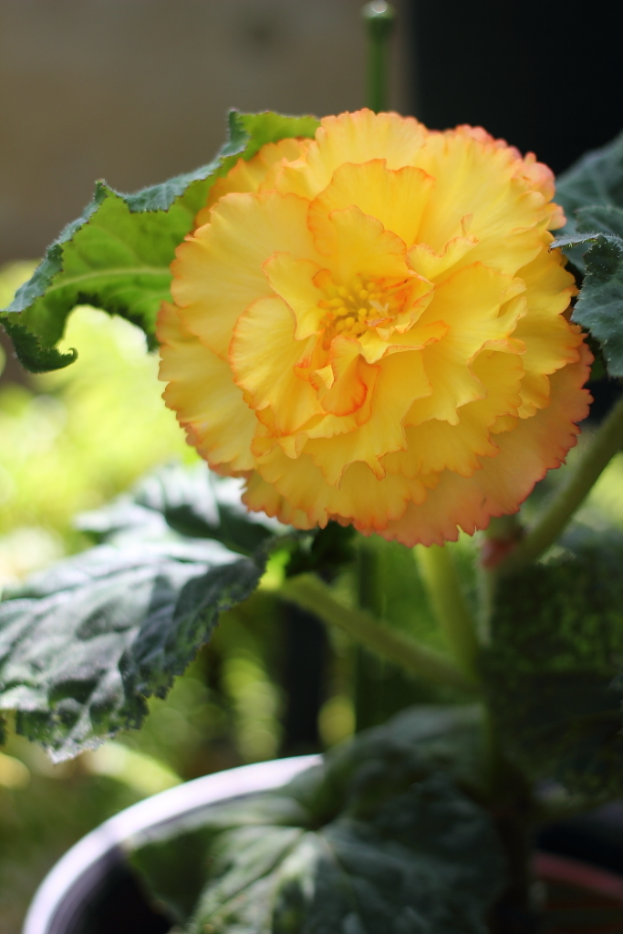flower_06