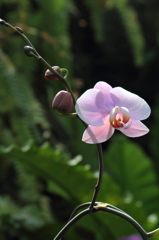 flower_28