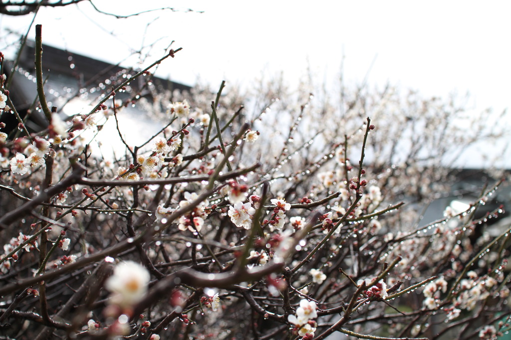 曽根天満宮・梅