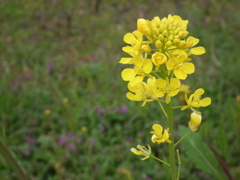 菜の花