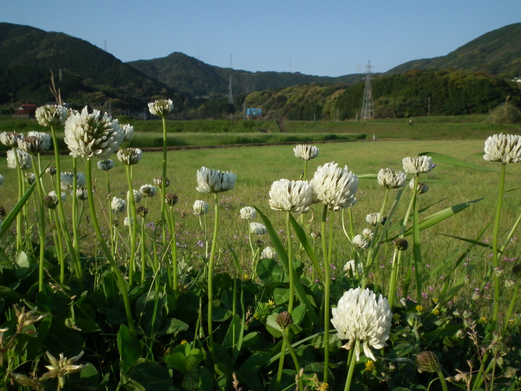 散歩の途中で