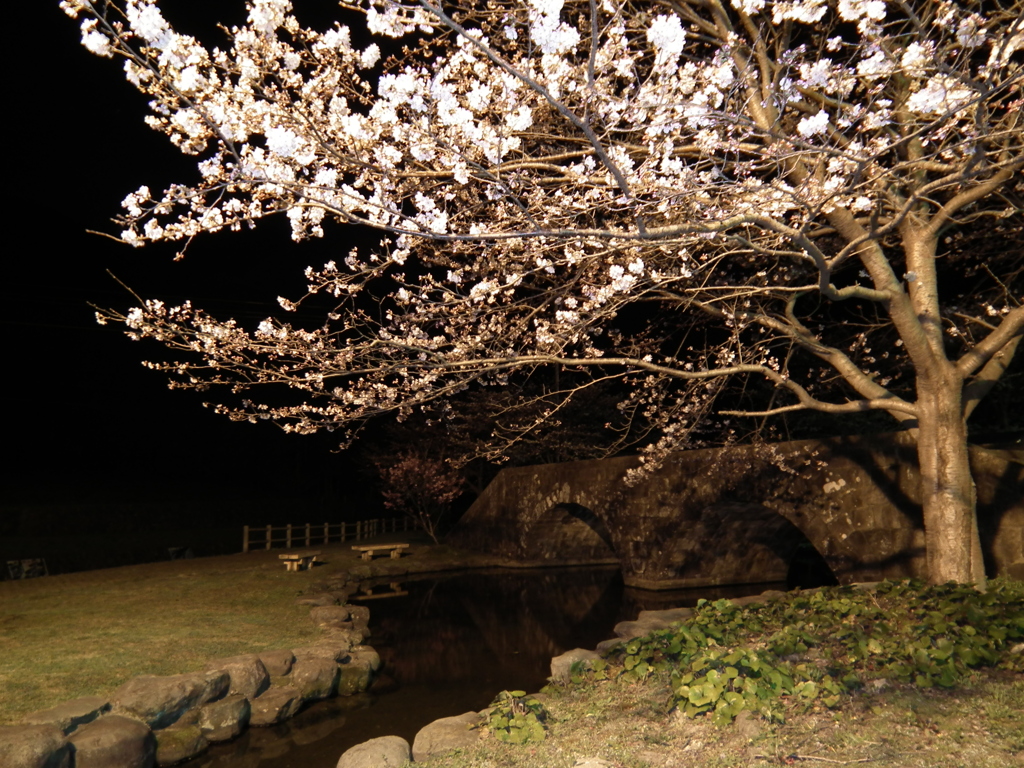 夜桜（波佐見　稗の尾河川公園）