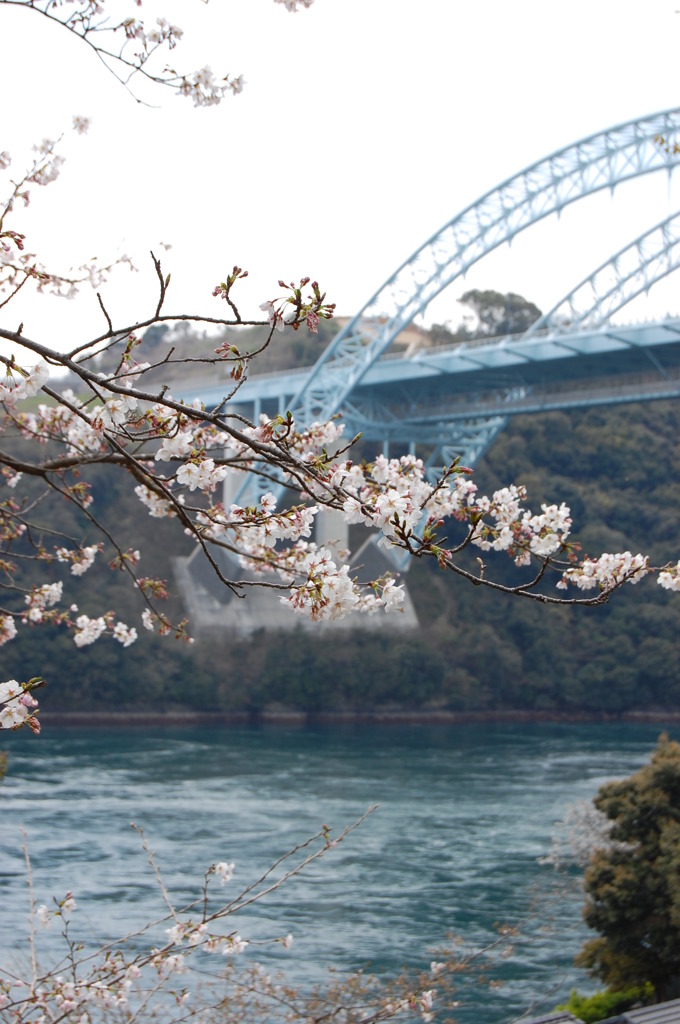 西海橋の桜