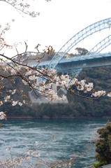 西海橋の桜