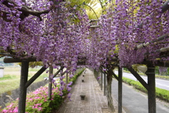 嬉野みゆき公園　藤まつり