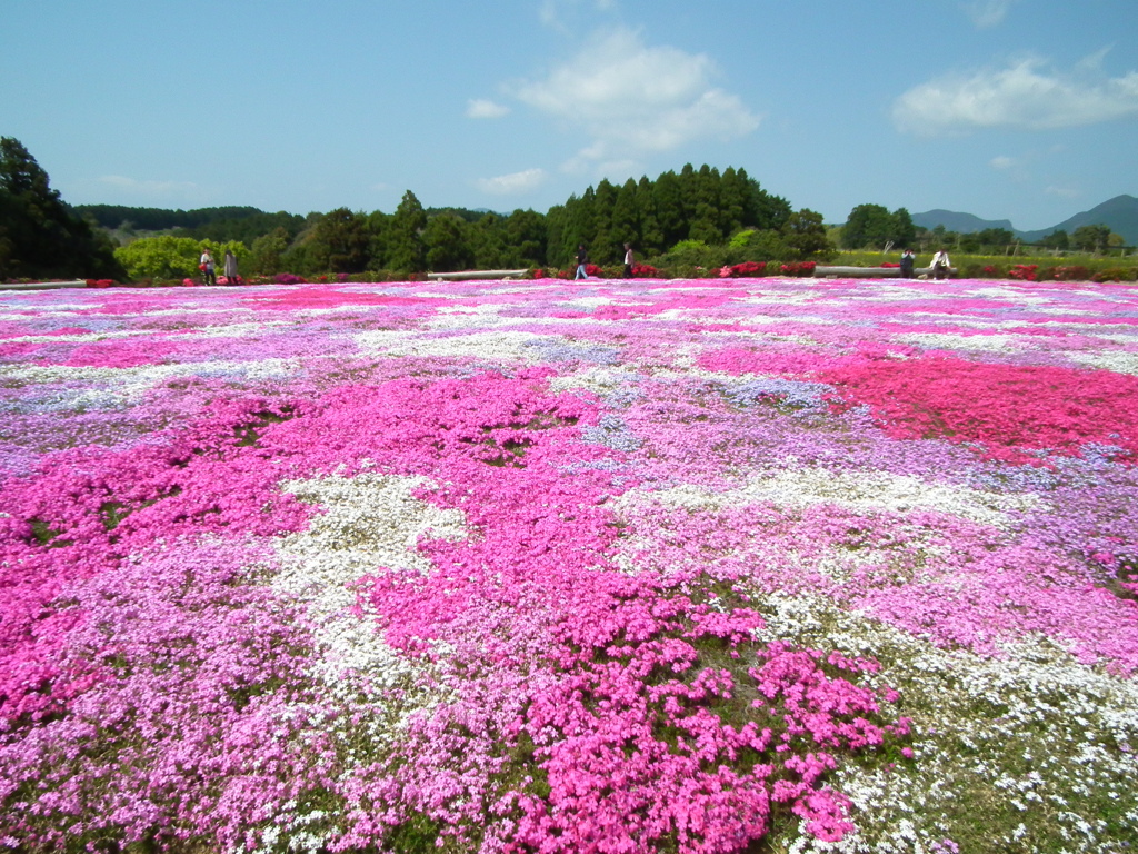 松本つつじ園