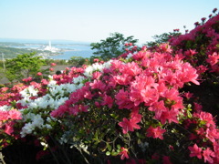 不老山　つつじ