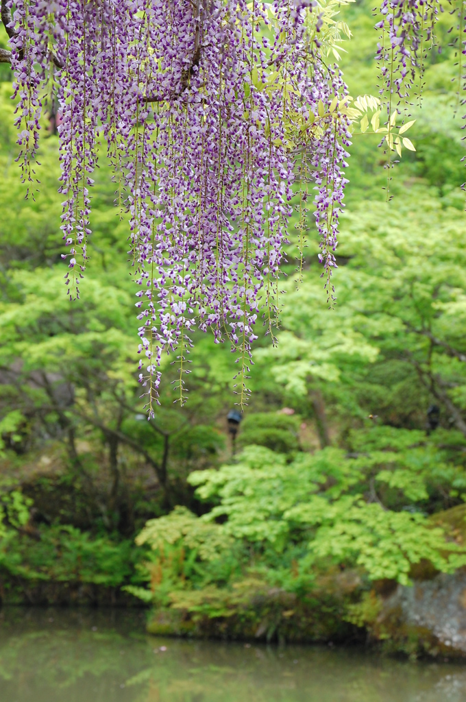 御船山楽園　花まつり