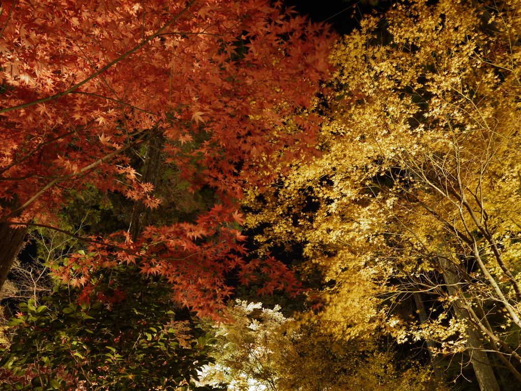 佐賀県・大興善寺のライトアップ