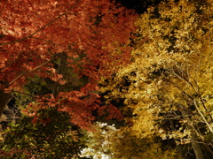 佐賀県・大興善寺のライトアップ