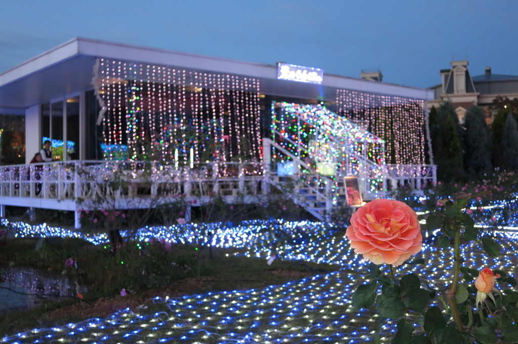 “光の王国”ハウステンボスの秋バラ